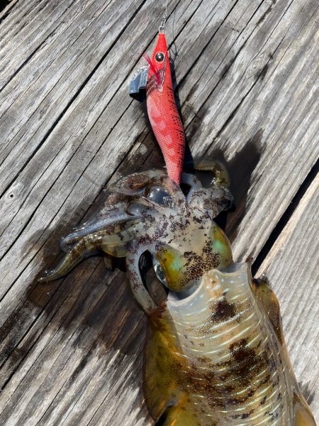 筏エギング！！