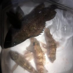 美味しく頂きます