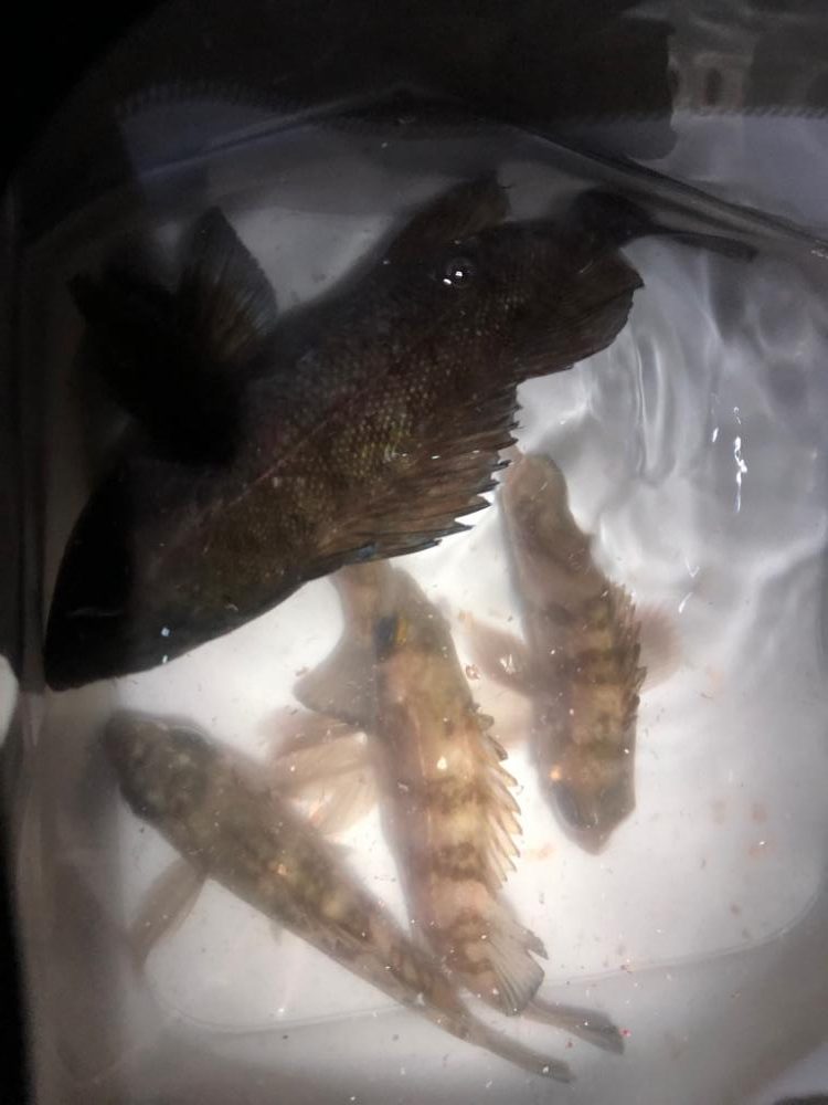 美味しく頂きます