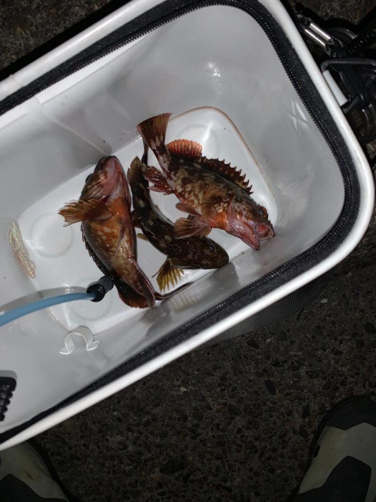 暇つぶしにガシラ！