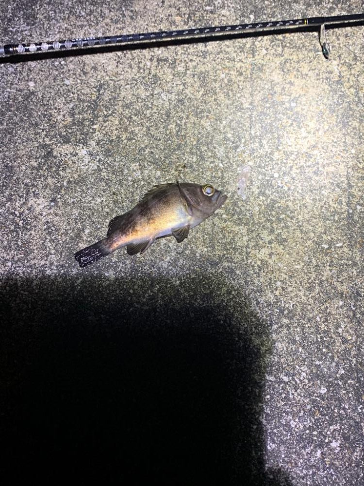 ノリでメバリング