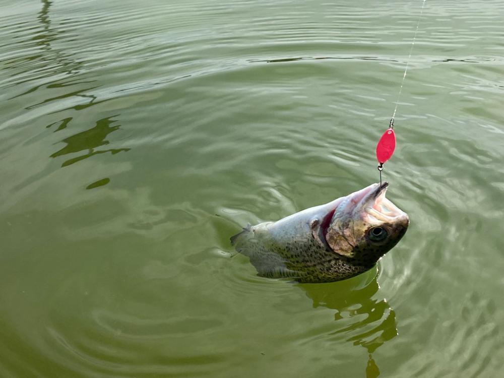 エリアトラウト  亀岡