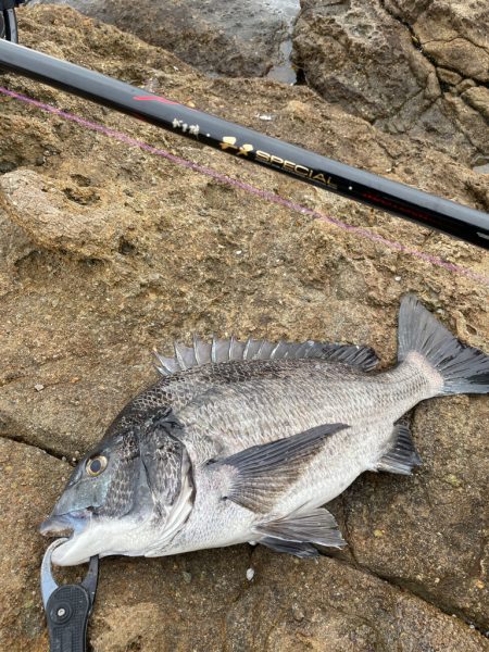 九十九島チヌ釣り❗þ…