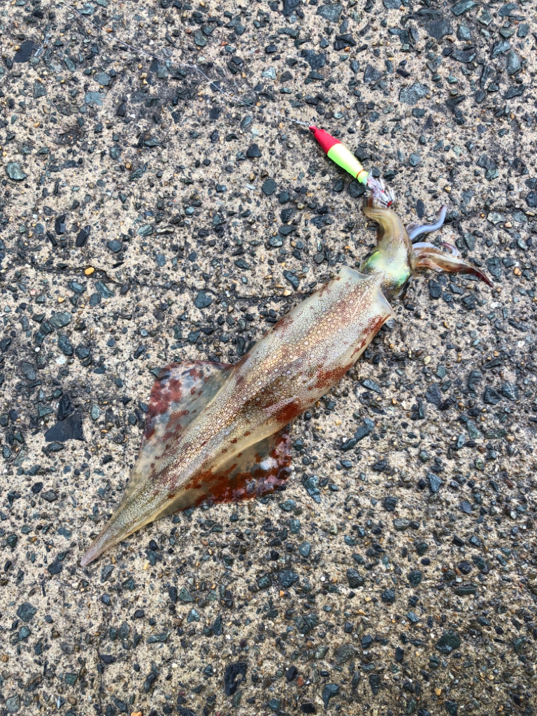 寒い雨と強風の中