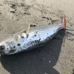 ボウズとサーフとボラ