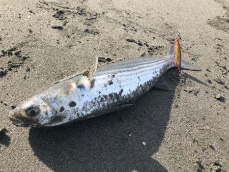 ボウズとサーフとボラ