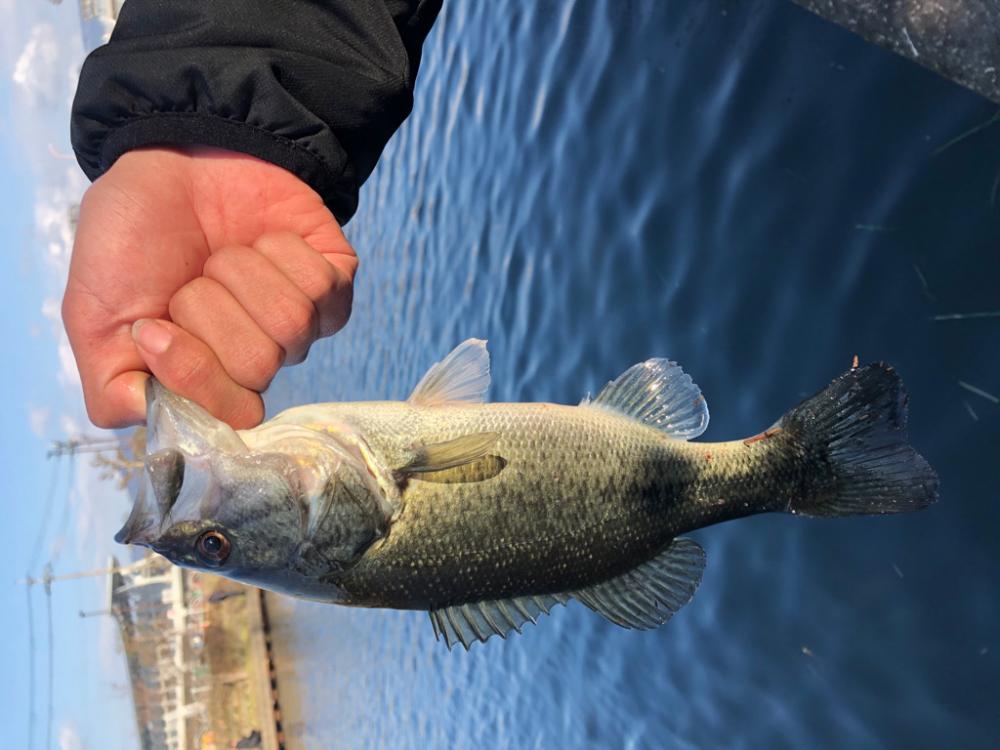 せこ釣り