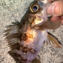 メバル12＋タケノコメバル①