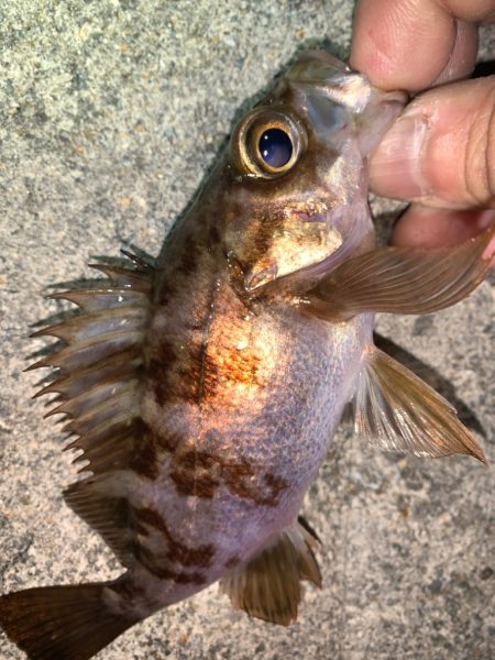 メバル12＋タケノコメバル①