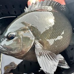 御五神フカセ釣行