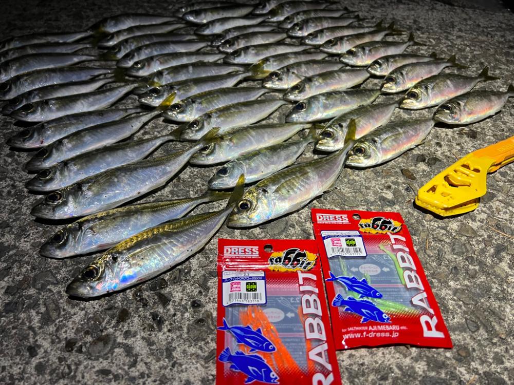 鯵を探して三千里Vel.28