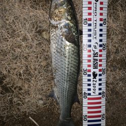 ナイトシーバス？