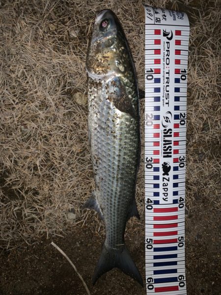 ナイトシーバス？