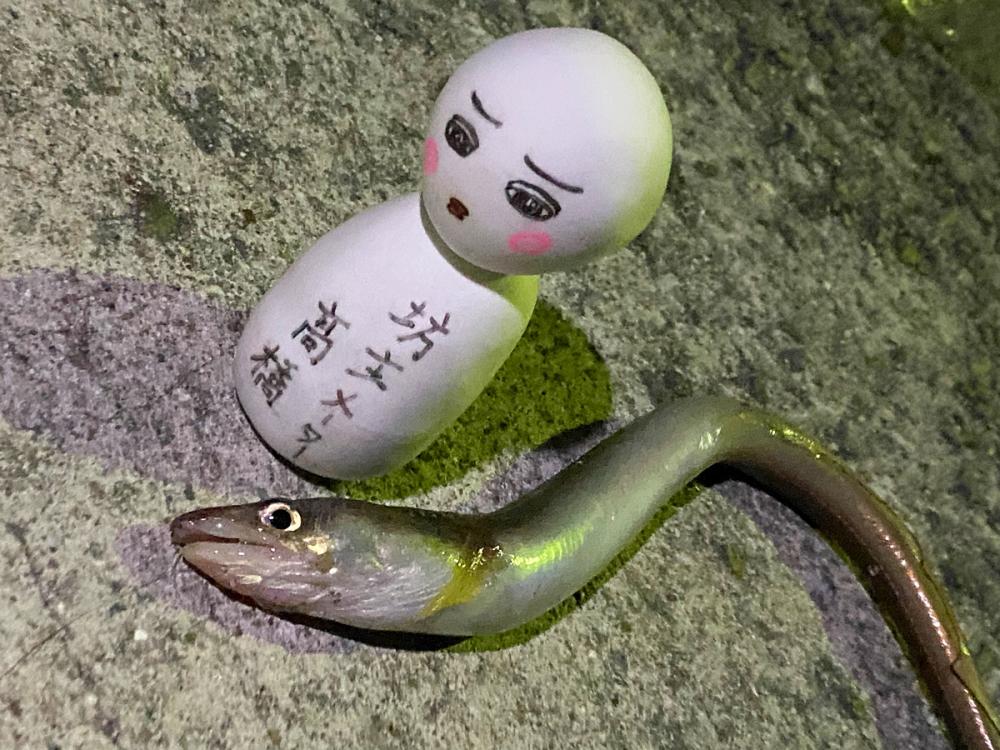 今シーズン初メバルへ