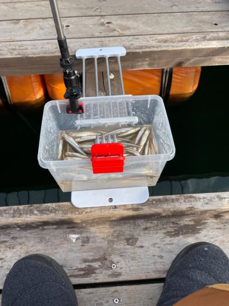 生野銀山湖にてワカサギ釣り