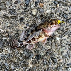 超々短時間ライトゲーム