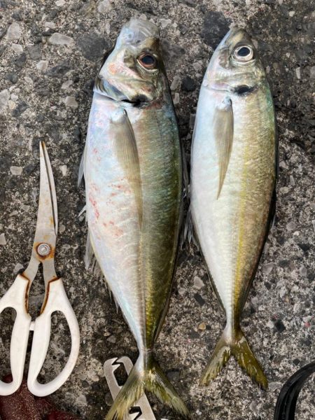 尺アジ釣り