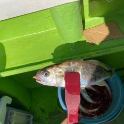 イシモチ渋い！