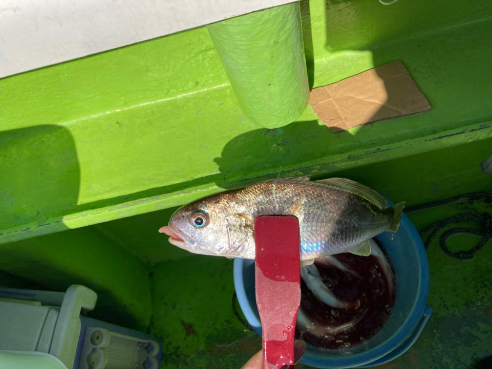 イシモチ渋い！