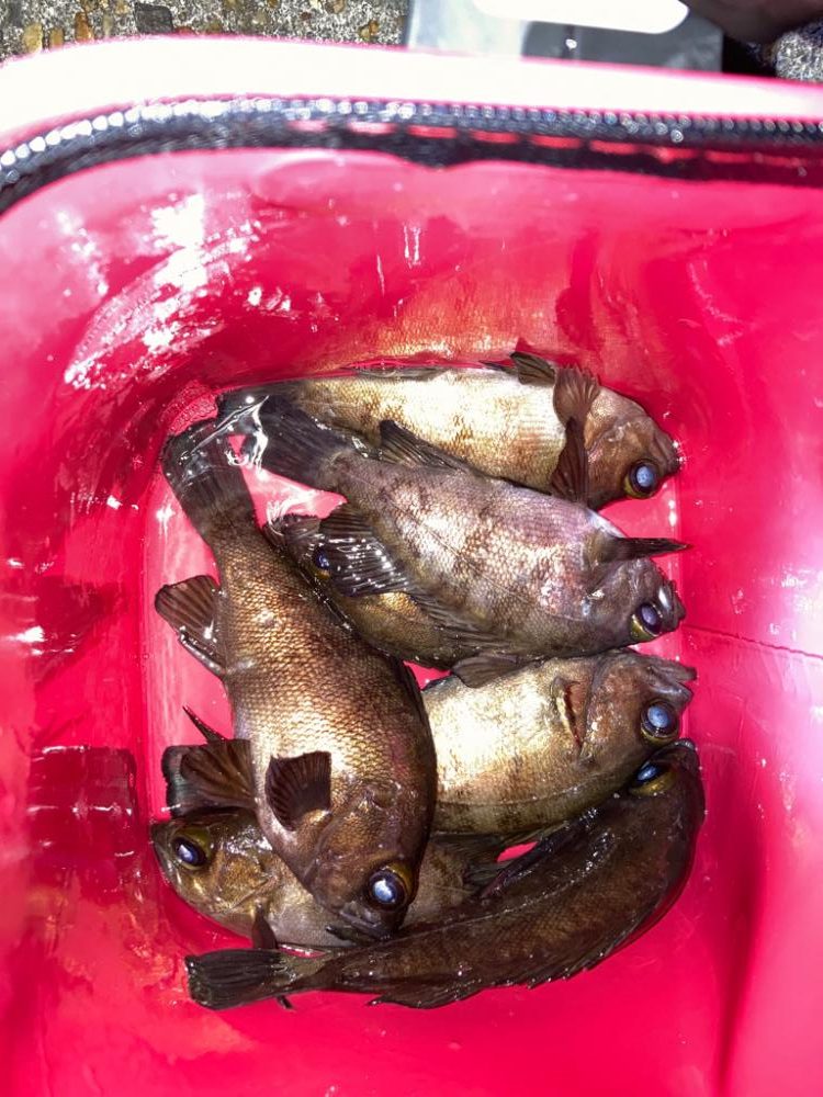 安定して来ました