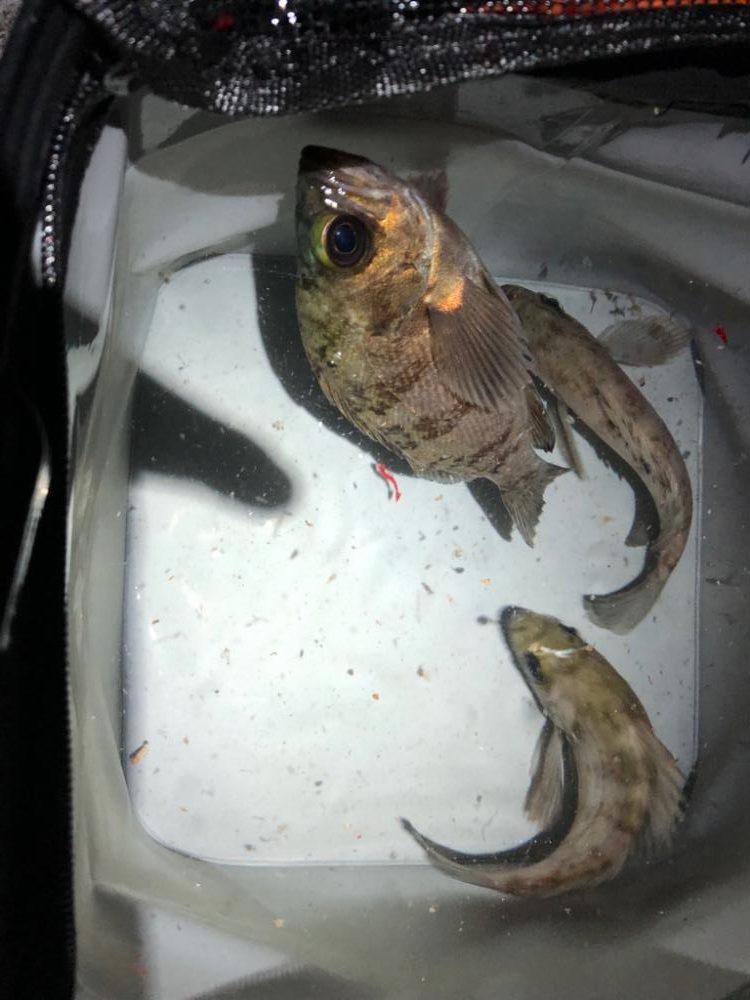 激渋の！メバリング