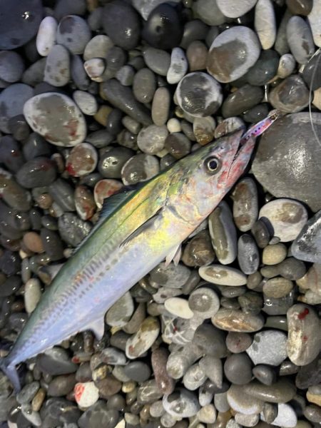 小さいジグでも豆マキマキなら切られない