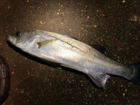 風対策にフロート2個付けメバリングにゃ