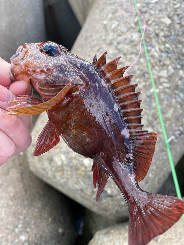 帰ってきた穴釣りNo.6