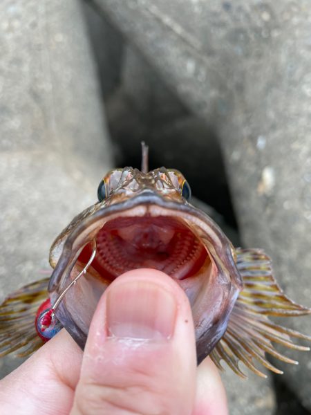 帰ってきた穴釣りNo.4