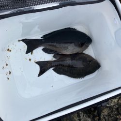 寒グレ ラストスパート