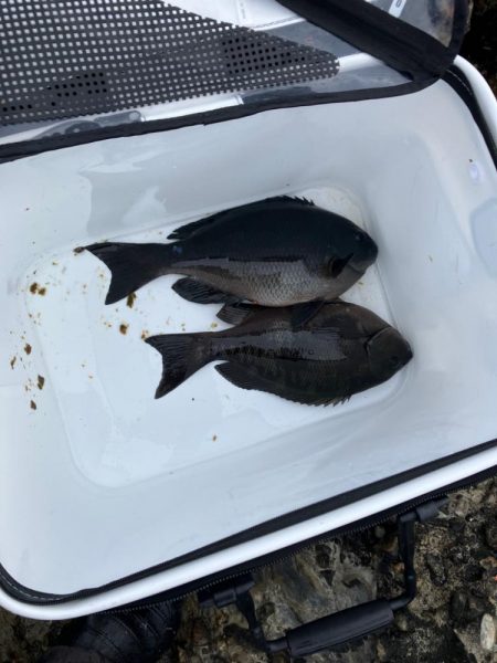 寒グレ ラストスパート