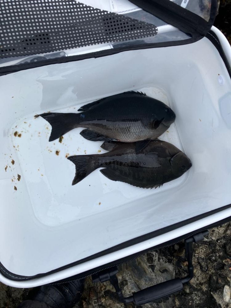 寒グレ ラストスパート