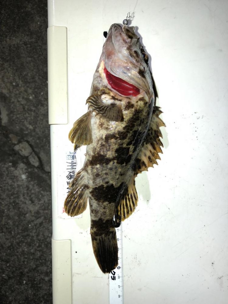 ようやく釣り初め