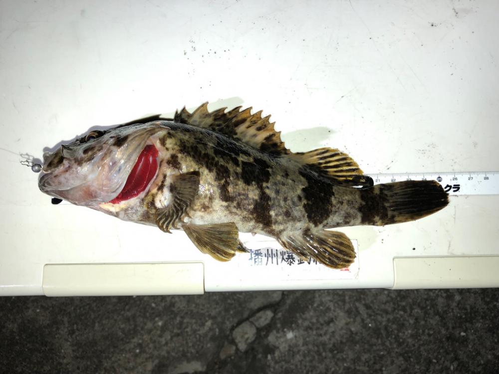 ようやく釣り初め