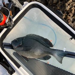 寒グレ　フカセ釣り