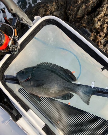 寒グレ　フカセ釣り