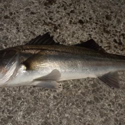 西宮周辺　シーバス