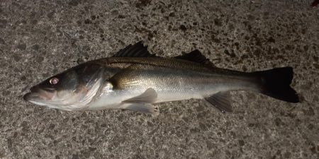 西宮周辺　シーバス