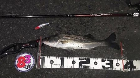 【シーバス】気温３度。表面温度４度。この状…