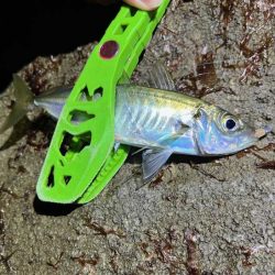 ヤリイカ釣りのはずが激渋アジングのみでした