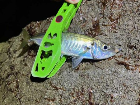 ヤリイカ釣りのはずが激渋アジングのみでした