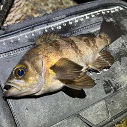 激渋メバリング|全然アタリが有りません!