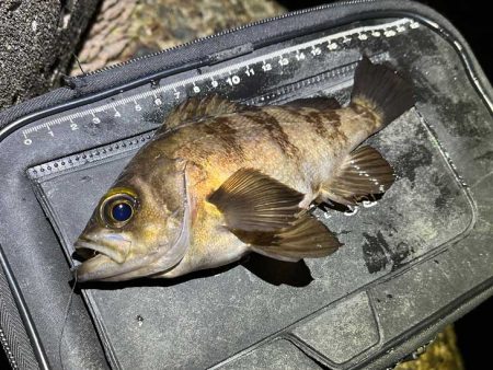 激渋メバリング｜全然アタリが有りません！