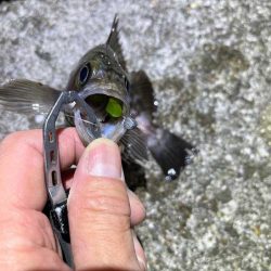 リグデザインのリブリブでメバリング｜姫路でフィールドモニター釣行