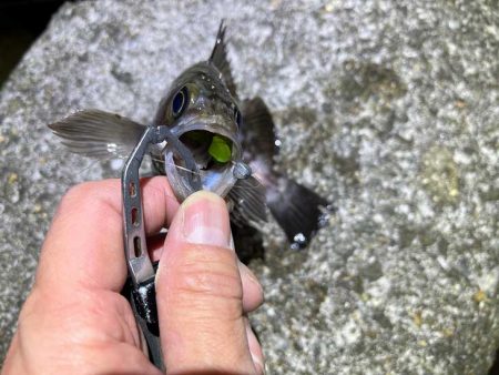 リグデザインのリブリブでメバリング｜姫路でフィールドモニター釣行