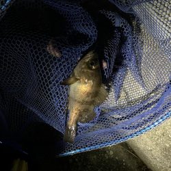 天気ポカポカ釣果シブシブ