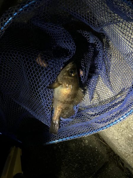 天気ポカポカ釣果シブシブ