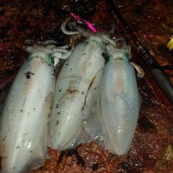 エギングガイドin対馬