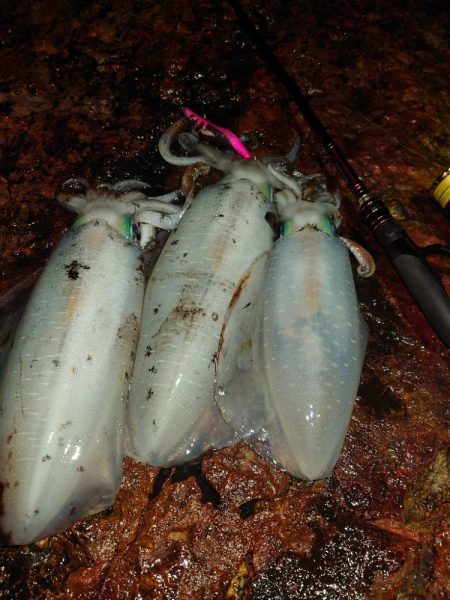 エギングガイドin対馬