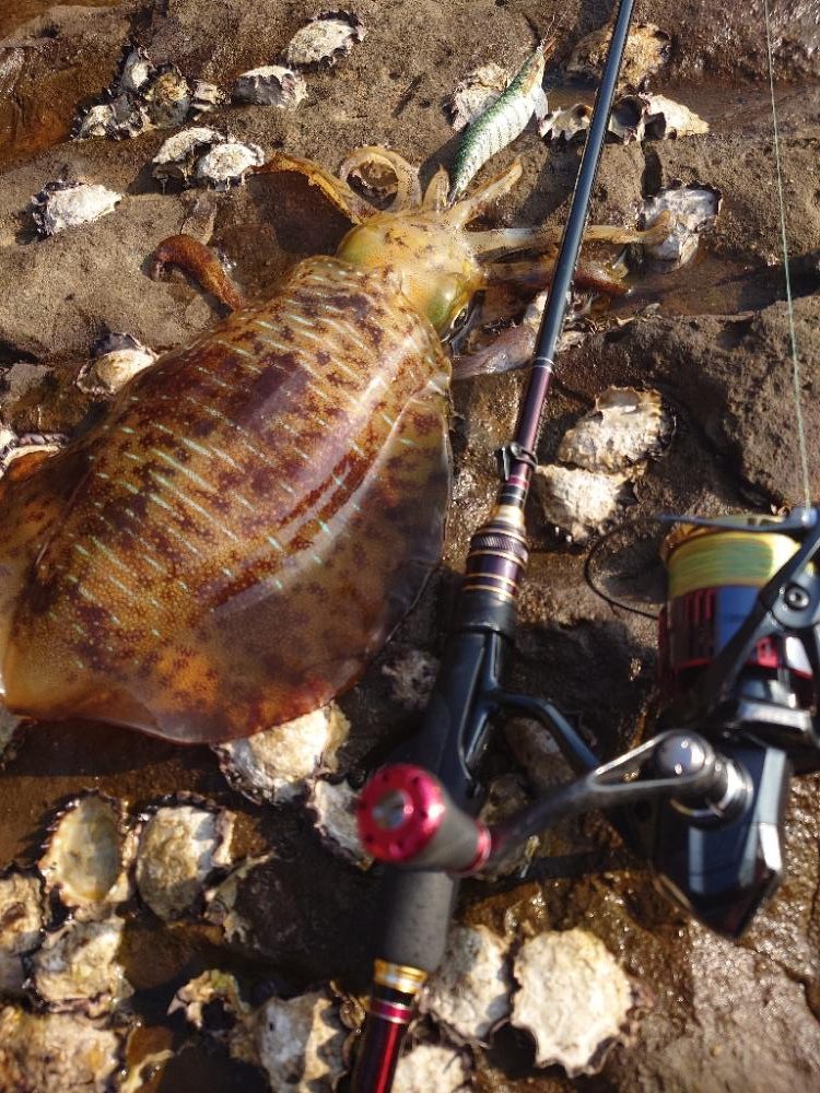 久々エギングIN対馬